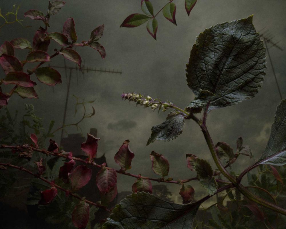 10 Karya fotografi bunga liar, hasilnya dramatis