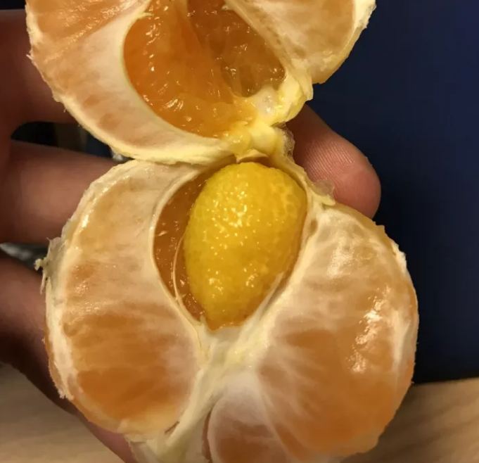 10 Buah ini nyeleneh abis, ada jeruk dalam jeruk