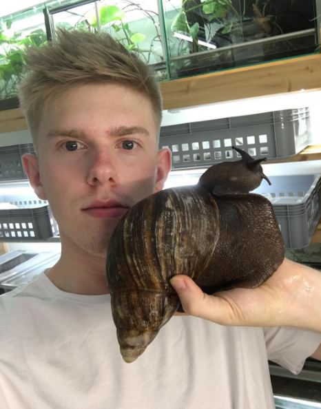 Penemuan bekicot jumbo, besarnya melebihi telapak tangan