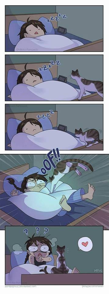 15 Momen ini cuma dialami pecinta kucing, dari kocak sampai nyebelin