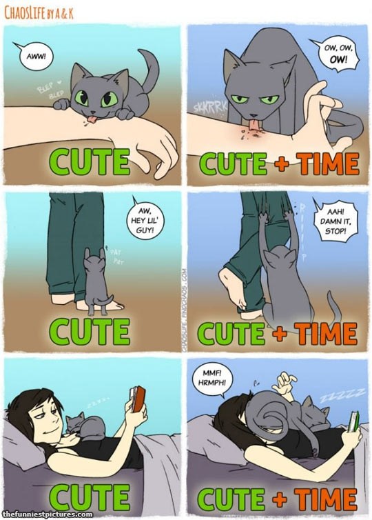 15 Momen ini cuma dialami pecinta kucing, dari kocak sampai nyebelin