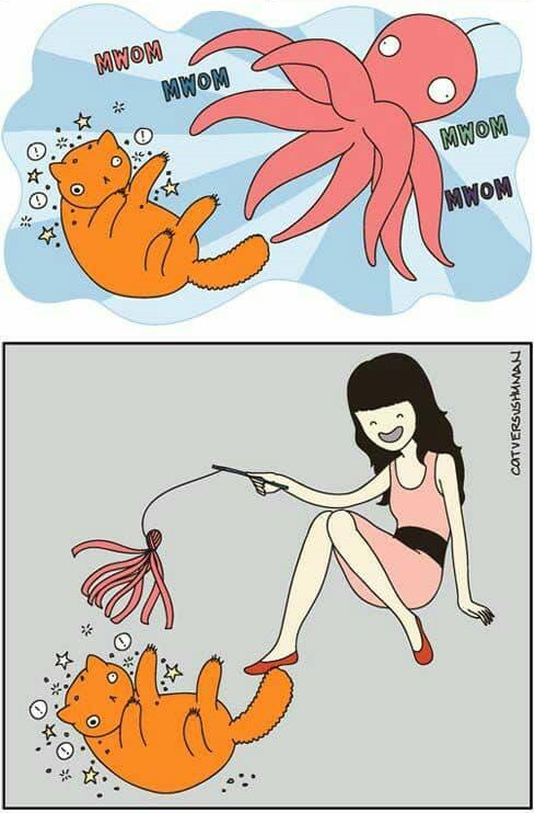 15 Momen ini cuma dialami pecinta kucing, dari kocak sampai nyebelin