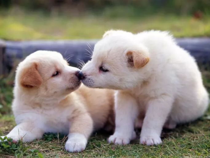 15 Adegan hewan berciuman, bukti mereka juga romantis