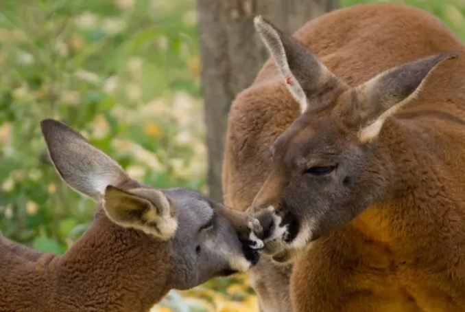 15 Adegan hewan berciuman, bukti mereka juga romantis