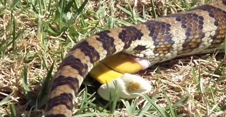 5 Fakta unik ular saat buang air besar yang tak banyak diketahui 