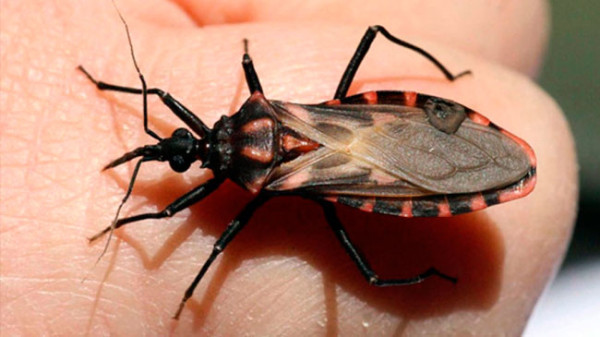 10 Serangga paling ngeri di dunia, gigitannya bisa langsung bikin mati
