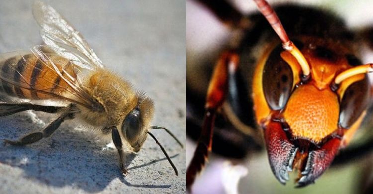 16+ Contoh gambar hewan serangga update