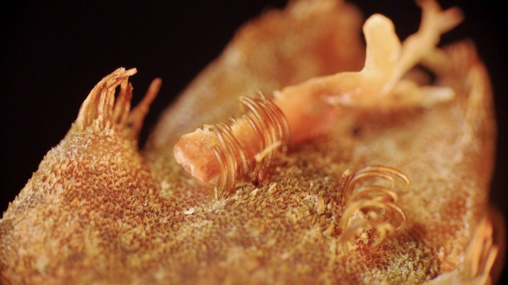 Kepiting ini bak model fashion, selalu pilih baju yang paling keren