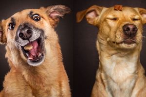 Ekspresi apik 7 anjing beberapa detik sebelum menangkap makanan