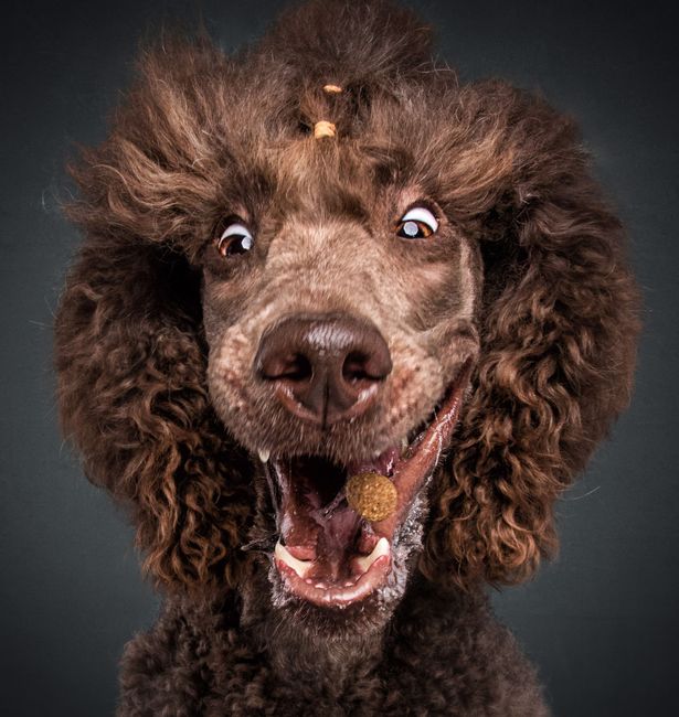 Ekspresi apik 7 anjing beberapa detik sebelum menangkap makanan