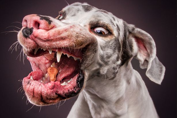 Ekspresi apik 7 anjing beberapa detik sebelum menangkap makanan