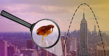 10 Fakta  tak terduga tentang kutu di hewan, bisa melompati gedung