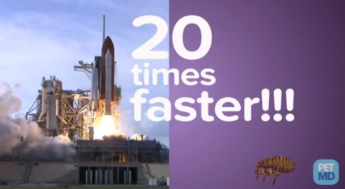 10 Fakta  tak terduga tentang kutu di hewan, bisa melompati gedung