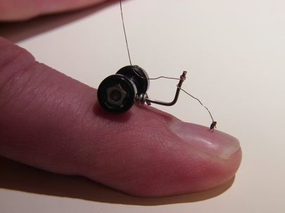 10 Fakta  tak terduga tentang kutu di hewan, bisa melompati gedung