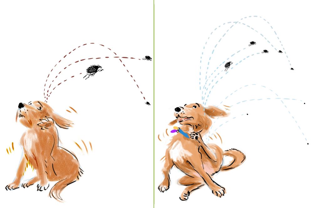 10 Fakta  tak terduga tentang kutu di hewan, bisa melompati gedung