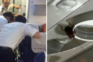 Ratusan kecoak ditemukan di dalam pesawat, penumpang tunggang langgang