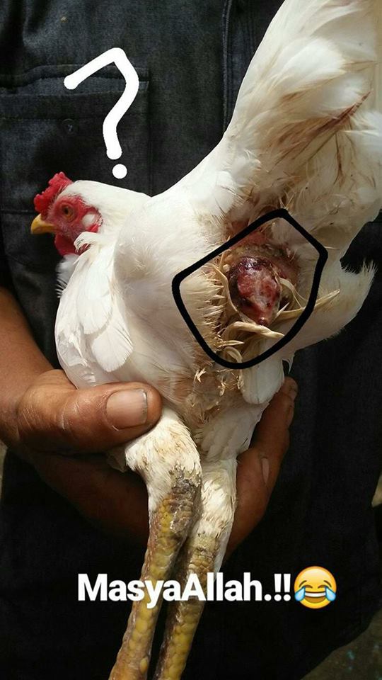 Aneh tapi nyata, ayam di Sulsel ini tak bertelur tapi beranak