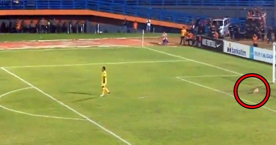 Kucing ini masuk & tiduran di lapangan saat laga Persela vs Borneo FC