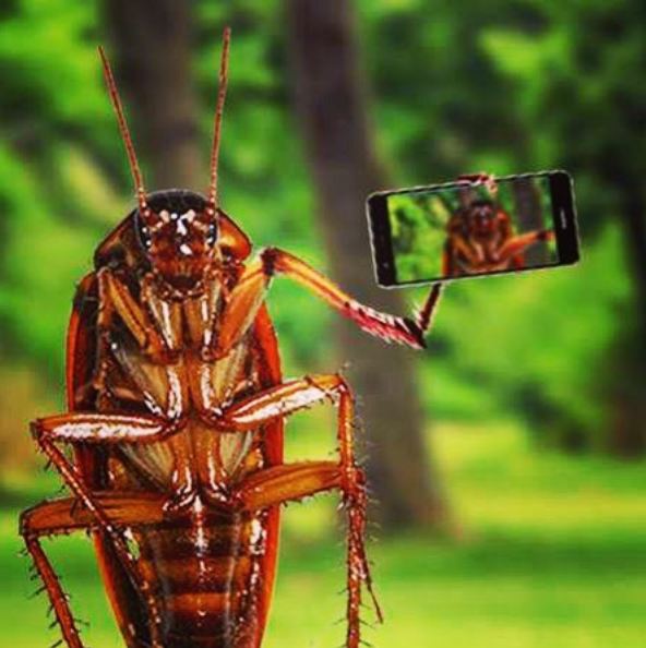 15 Foto tunjukkan 'andai kecoa juga manusia' ini bikin tepuk jidat