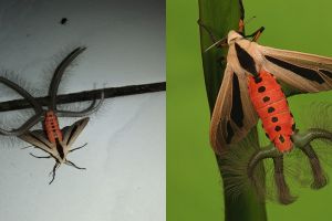 Serangga punya tanduk di ekor hebohkan warganet