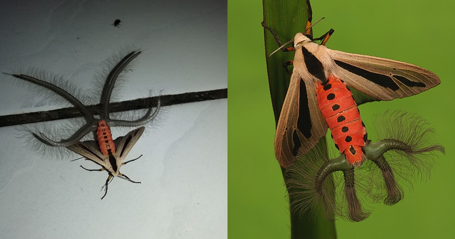 Serangga punya tanduk di ekor hebohkan warganet