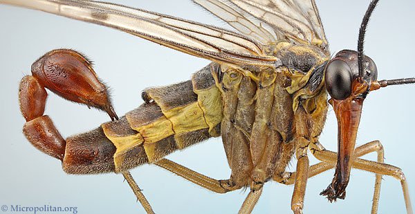 7 Serangga ini punya bentuk sangat aneh, ada yang mirip alien