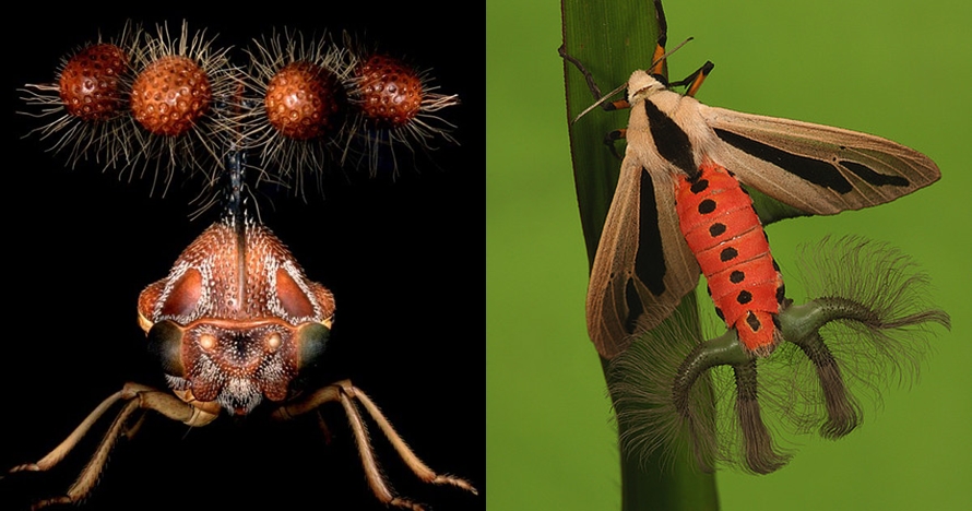 7 Serangga ini punya bentuk sangat aneh, ada yang mirip alien