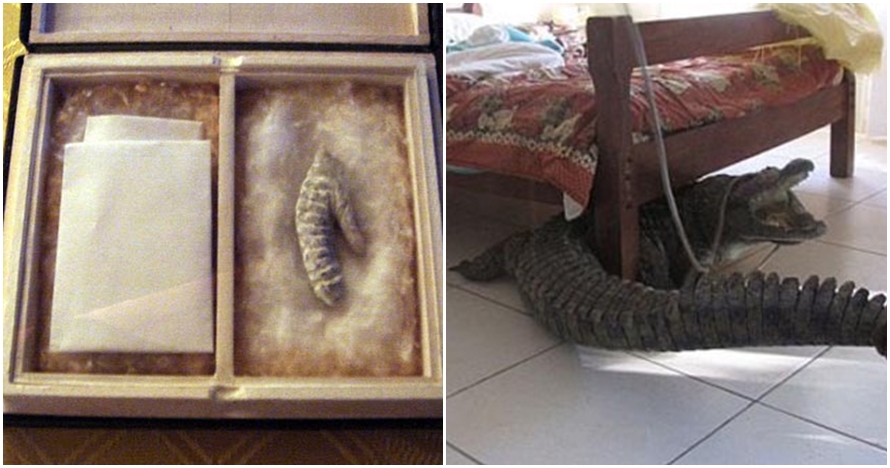 10 Benda terabsurd ini pernah ditemukan di bawah tempat tidur