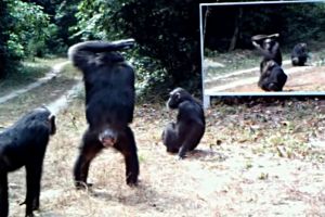 Reaksi tak terduga hewan-hewan liar saat di depan cermin, epic abis!