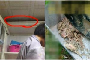 Uang jaminan sewa rumah tak dikembalikan, orang ini sebar bangkai ikan