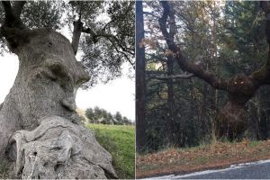 Kalau kamu lihat wajah di 20 pohon ini, berarti alami pareidolia