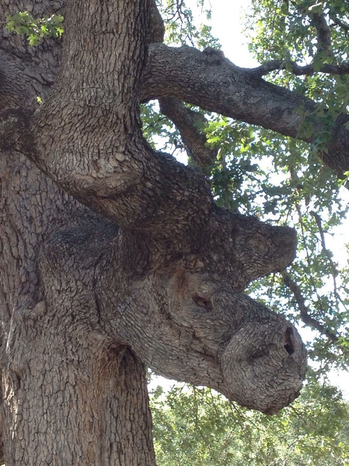 Kalau kamu lihat wajah di 20 pohon ini, berarti alami pareidolia