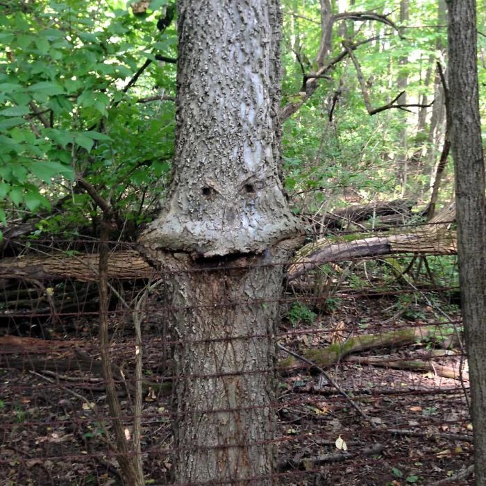 Kalau kamu lihat wajah di 20 pohon ini, berarti alami pareidolia
