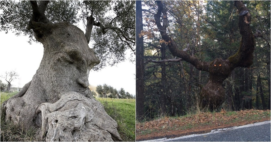 Kalau kamu lihat wajah di 20 pohon ini, berarti alami pareidolia