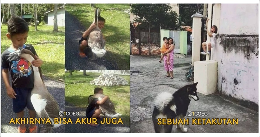 11 Meme interaksi hewan dan manusia ini bikin susah nahan ketawa