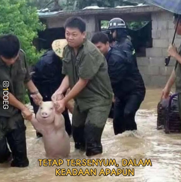 11 Meme interaksi hewan dan manusia ini bikin susah nahan ketawa