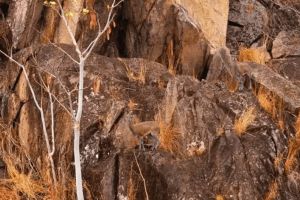 Bisakah kamu menemukan hewan di 13 gambar ini kurang dari 1 menit?