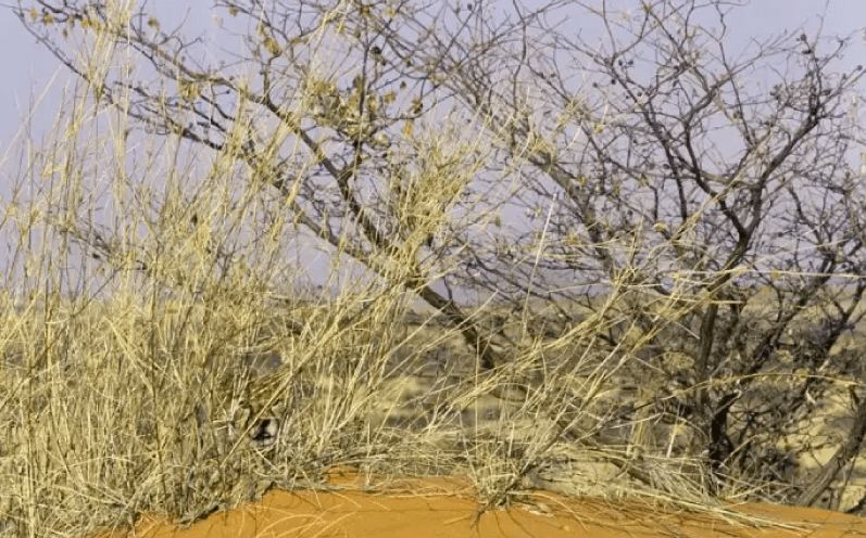 Bisakah kamu menemukan hewan di 13 gambar ini kurang dari 1 menit?