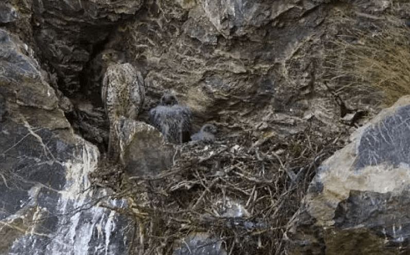 Bisakah kamu menemukan hewan di 13 gambar ini kurang dari 1 menit?