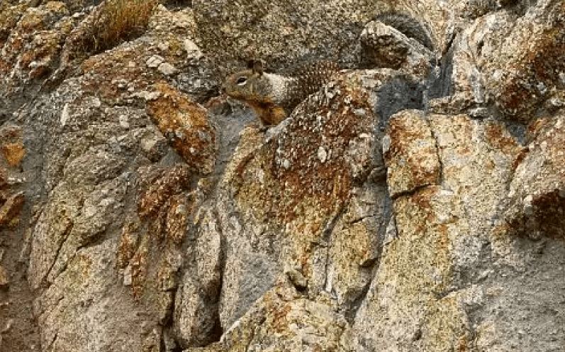 Bisakah kamu menemukan hewan di 13 gambar ini kurang dari 1 menit?