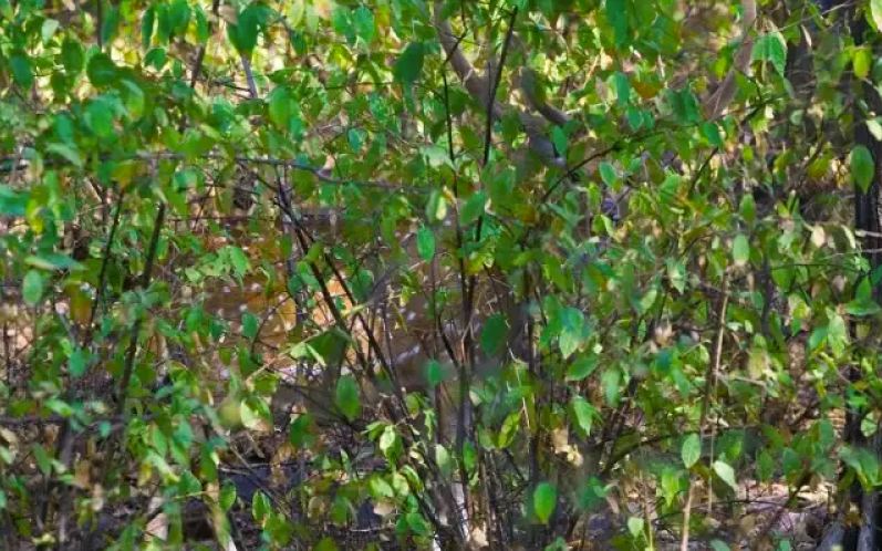 Bisakah kamu menemukan hewan di 13 gambar ini kurang dari 1 menit?