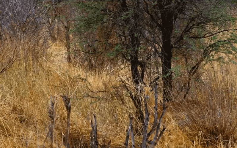 Bisakah kamu menemukan hewan di 13 gambar ini kurang dari 1 menit?