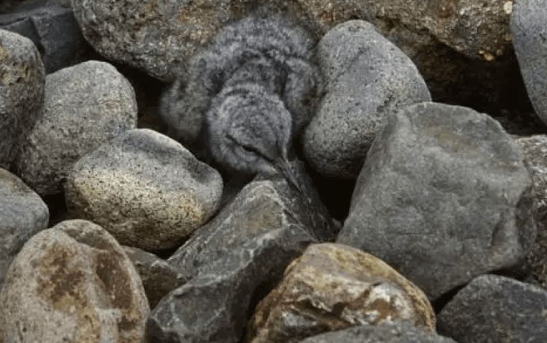 Bisakah kamu menemukan hewan di 13 gambar ini kurang dari 1 menit?