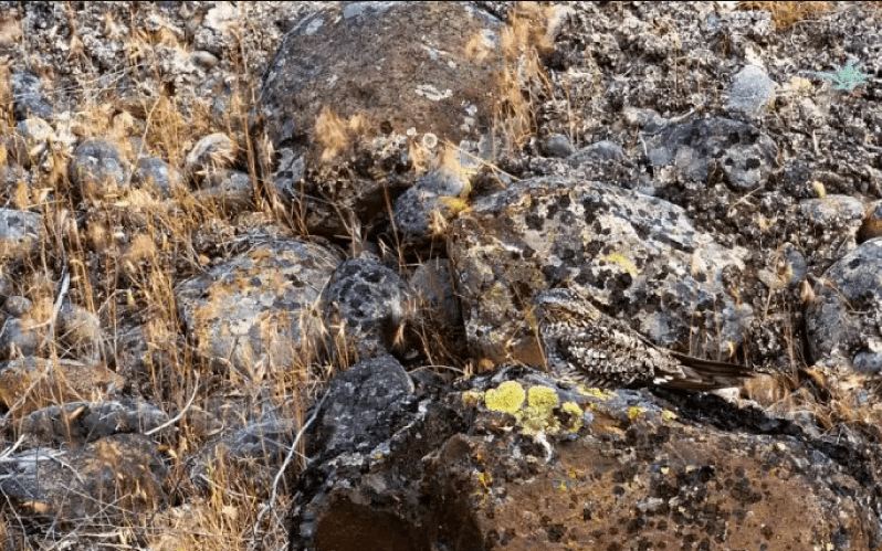 Bisakah kamu menemukan hewan di 13 gambar ini kurang dari 1 menit?