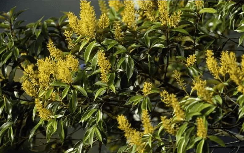 Bisakah kamu menemukan hewan di 13 gambar ini kurang dari 1 menit?