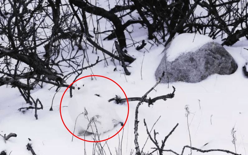 Bisakah kamu menemukan hewan di 13 gambar ini kurang dari 1 menit?