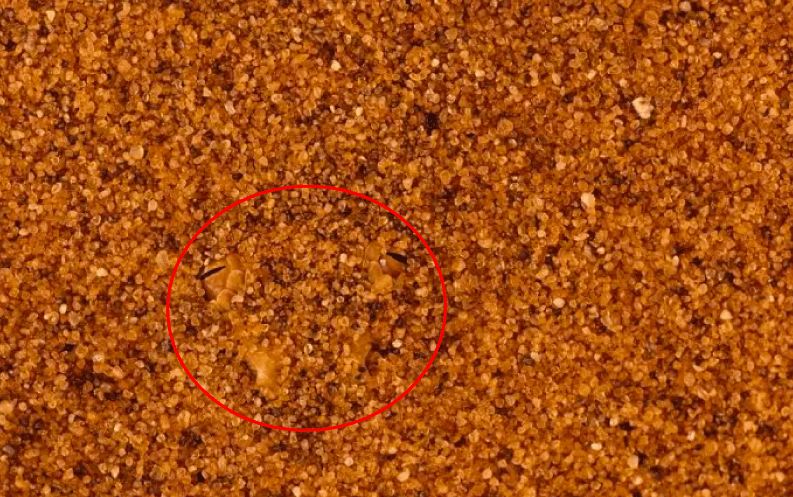 Bisakah kamu menemukan hewan di 13 gambar ini kurang dari 1 menit?