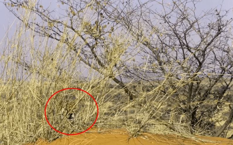 Bisakah kamu menemukan hewan di 13 gambar ini kurang dari 1 menit?