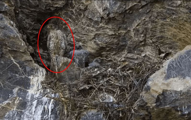 Bisakah kamu menemukan hewan di 13 gambar ini kurang dari 1 menit?