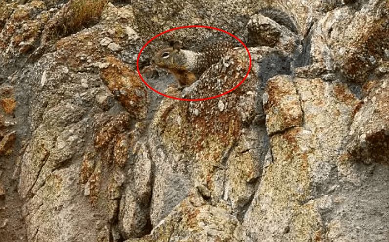 Bisakah kamu menemukan hewan di 13 gambar ini kurang dari 1 menit?